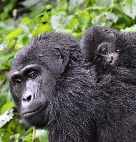 Gorilla Safaris Uganda - Kahondo Buffalo Hotel
